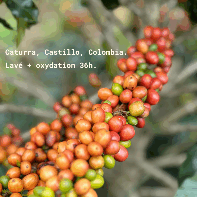 LA ROCA - Colombie – Image 3