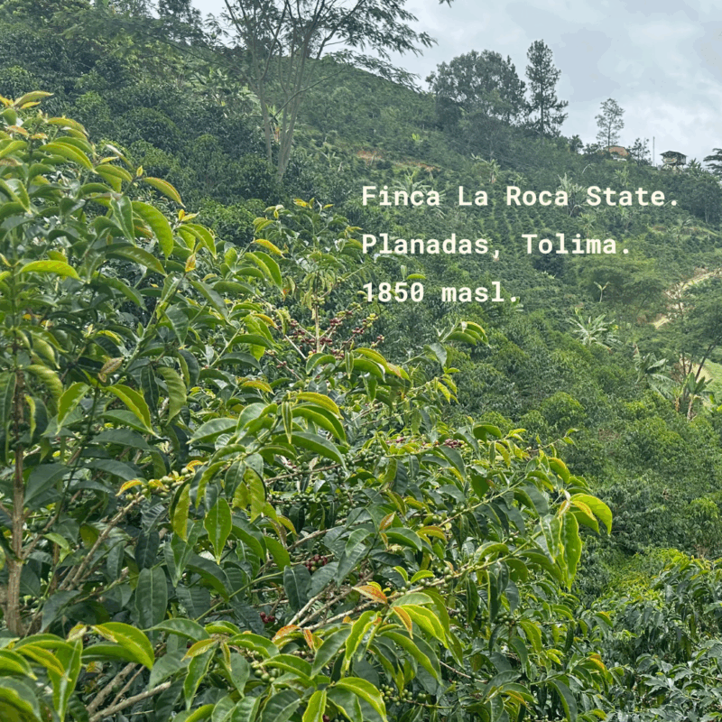 LA ROCA - Colombie – Image 4