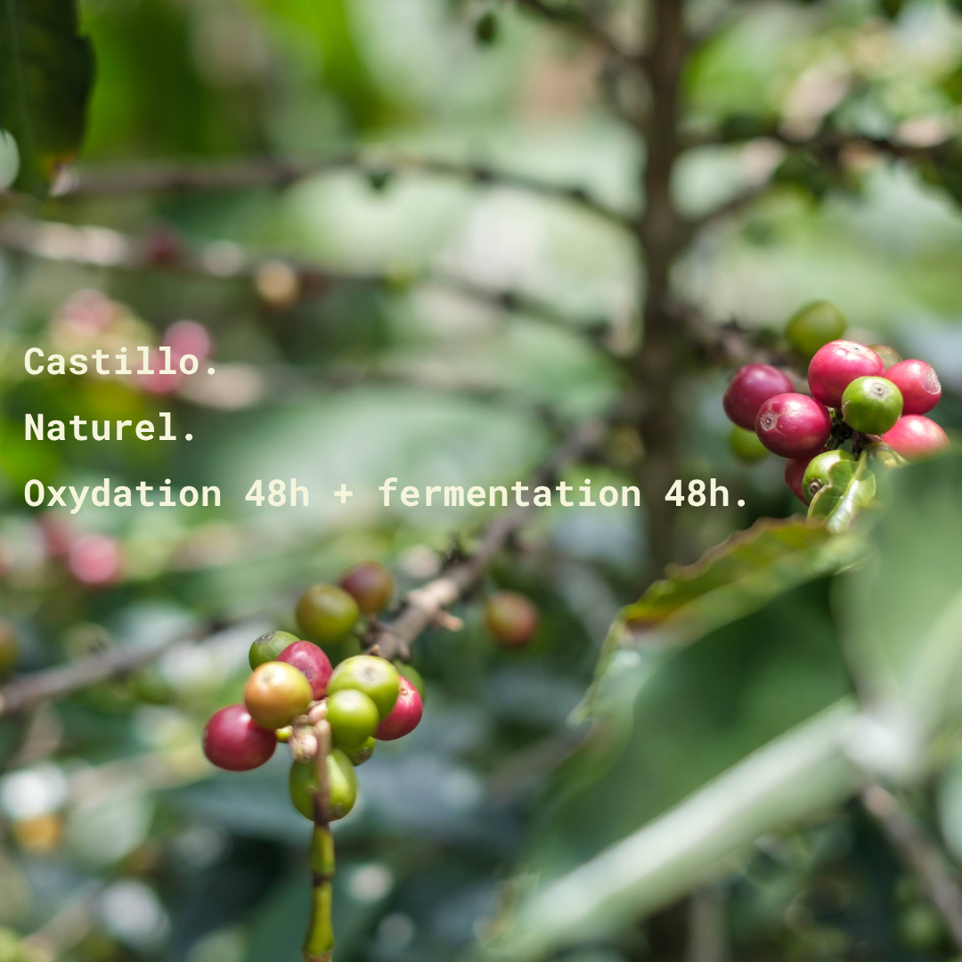 LA INCREÍBLE - Colombie – Image 4